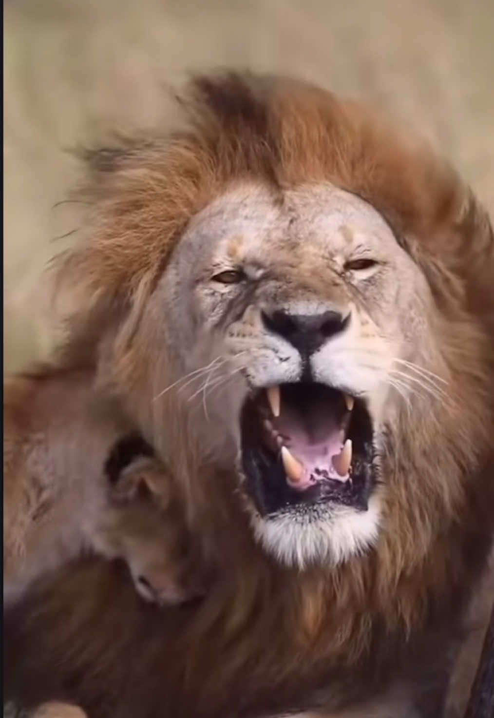 Dad is Babysitting today 🥰🥰 #nature #wildlife #gamedrive #safari #elleafricasafaris #elleafricasafari #lions 