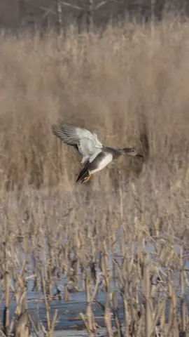 Gaddy drake taking the smooth and slow ride in !!  - - - #waterfowl #duck #wildlife #ducks #waterfowlseason #duckhunting #waterfowlhunting #duckseason #wildlifevideos @Ducks Unlimited @AF Waterfowl @Presley’s Outdoors🦌🦆 @Allegiant_Calls 