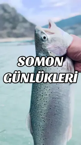 Karadenizin trofe somon balıkları daha fazlası için youtube kanalımı ziyaret edebilirsiniz 🎣🔥#somonbalığı #somonavı #artvin #balıkavı #oltabalıkçılığı #lrffishing #karadeniz #balıkavı 