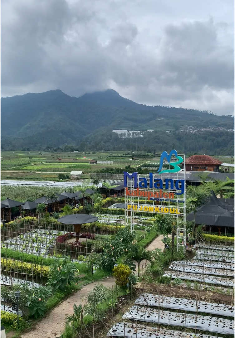 Mentahan Healing di Cafe Sawah Pujon Kidul Kota Batu #pemandanganalam #cafesawah #pujon24jam #fyp 