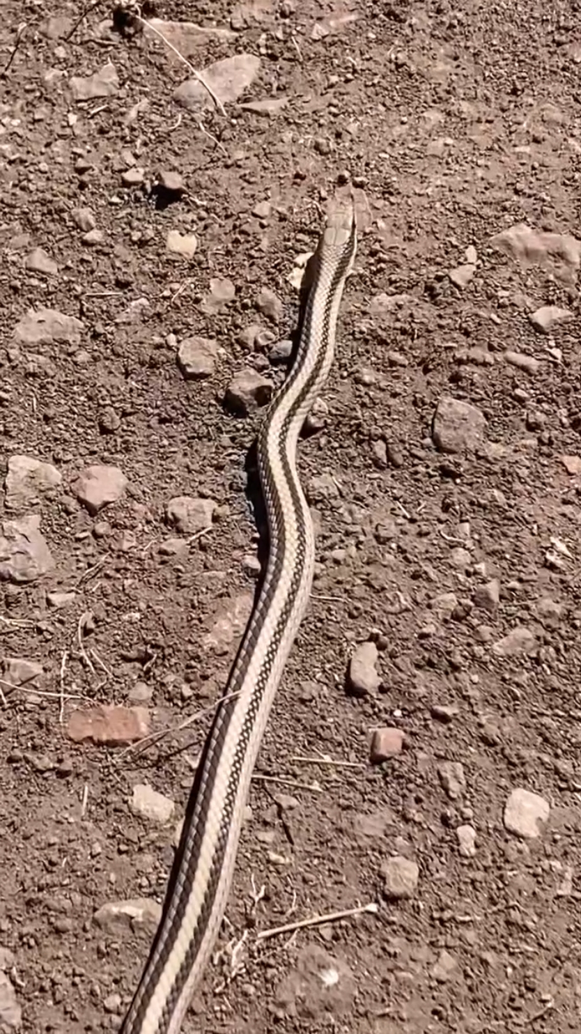 Ular termasuk hewan Vertebrata, yang umumnya bergerak secara melata (slithering) dgn dibantu oleh kontraksi otot dan sisik ventral yang berada di sekitar perut. Untuk mekanisme pergerakannya sendiri itu dibagi dalam 4 macam, yaitu: • Serpentine, pergerakan umum ular semacam gelombang yang bergerak dari kiri ke kanan.  • Concertina, meregangkan dan memanjang tubuh bagian depan lalu menarik tubuh bagian belakang.  • Sidewinding, pergerakan menyamping dgn mengangkat sebagian badan sehingga meminimalisir kontak dgn tanah.  • Rectilinear, menggunakan peregangan dan kontraksi otot perut dgn pola pergerakan dlm satu garis lurus. Namun untuk yang di video sendiri, kemungkinan ular sedang gabut dan lelah, jadinya hanya menggerakkan lehernya saja (neck moving). ©Frank Smith/Facebook  #snake #animalfact #ular 