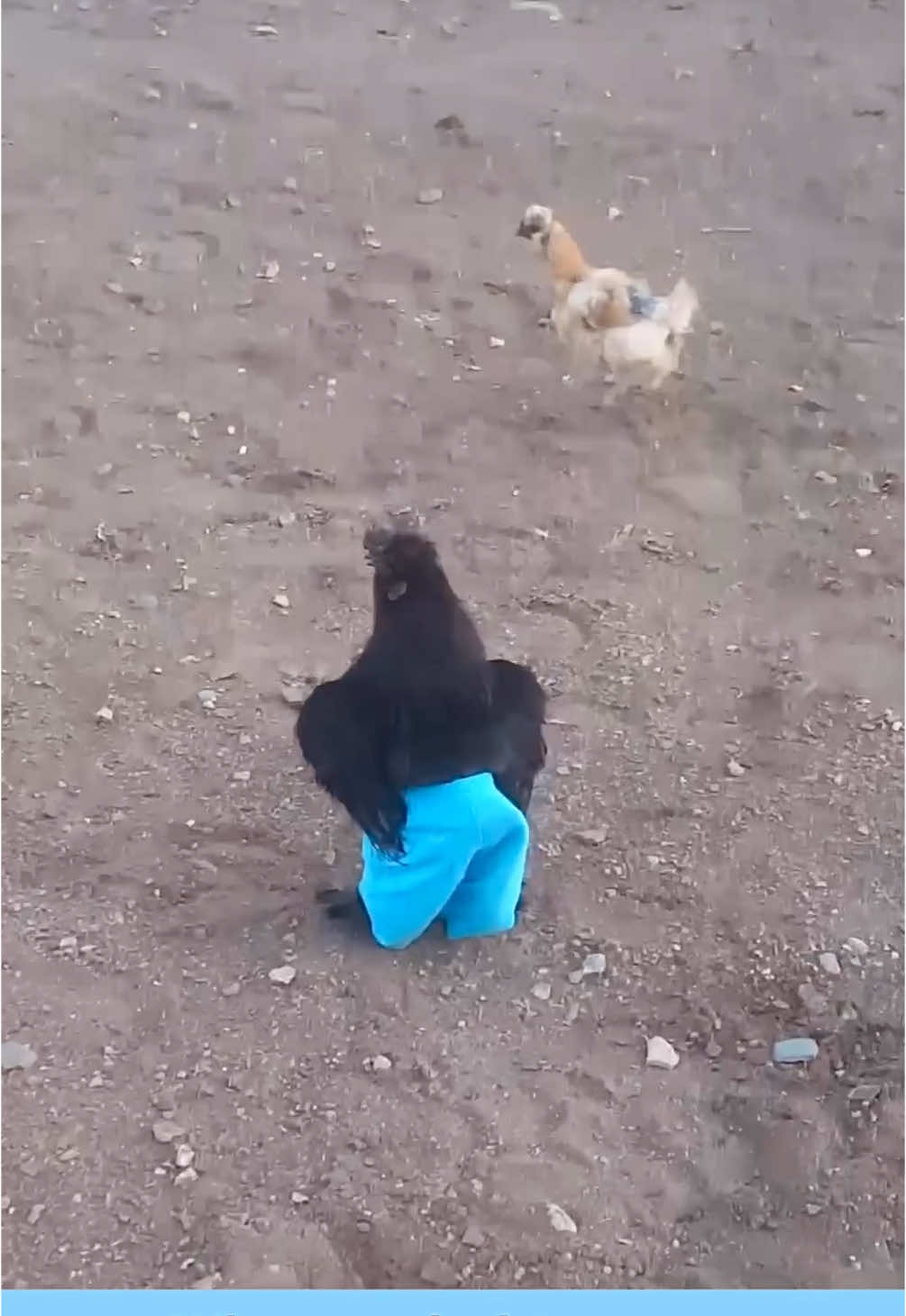 Chicken wearing pants. 😂 #chicken #animallove #lol #animals #funnypets #pet #nature #cute #funnyanimals #adorable #pets #animal #cutepetclub #fyp #PetsOfTikTok #adorableanimals #familyfriendly #socute #animalvideosforkids #kidfriendly #foryoupage #cuteanimals #cutepet #funnymemes #animalmemes #amusinganimals #trending #viral #kidfriendlycontent #animaltok 