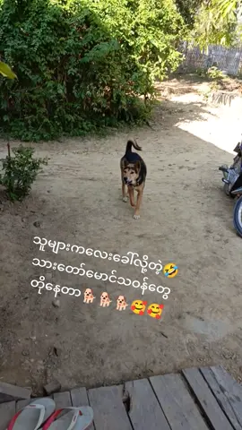အိမ်မှာအဆိုးဆုံးပါဆိုသူက🐕🐕🥰🥰🥰🥰🥰#မင်းတို့ပေးမှ❤ရမဲ့သူပါကွာ #ခွေးချစ်သူများ #dog 