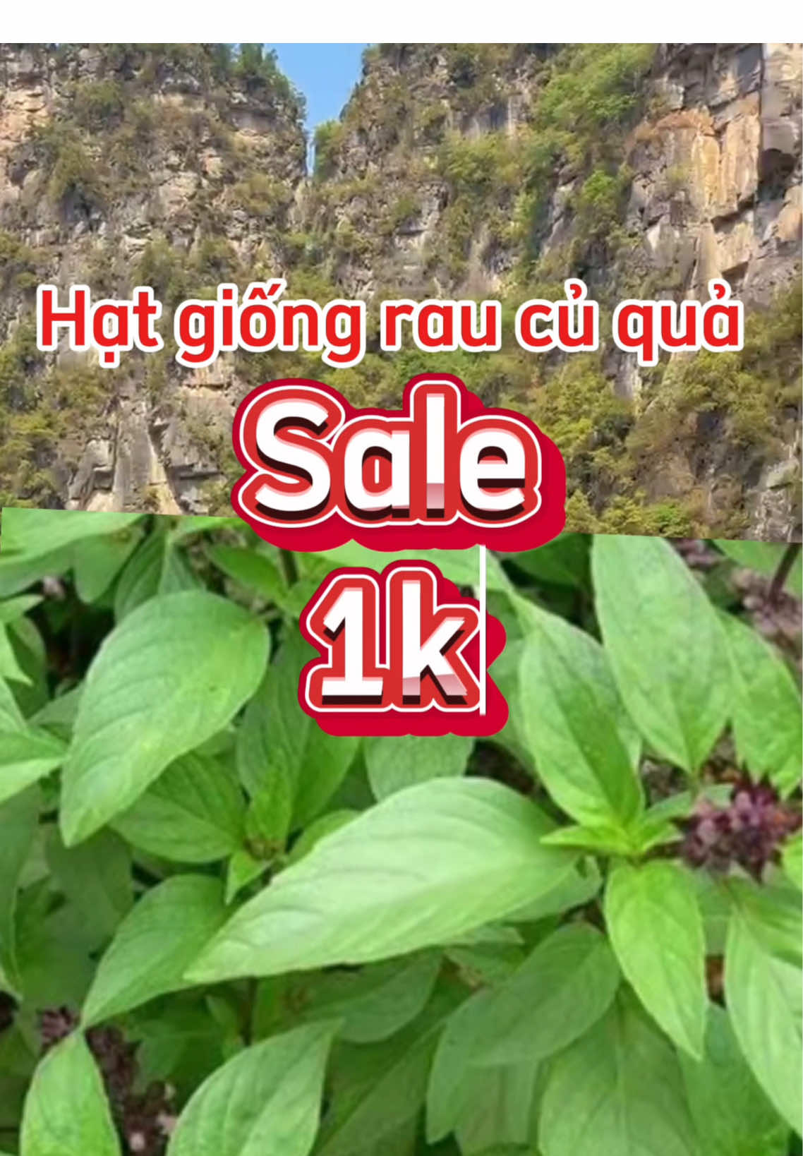 Hạt giống rau củ quả seo chỉ 1 ka #hatgiong #hatgiongrau #hatgiongcuqua #hatgionghoa #xuhuong #viral 