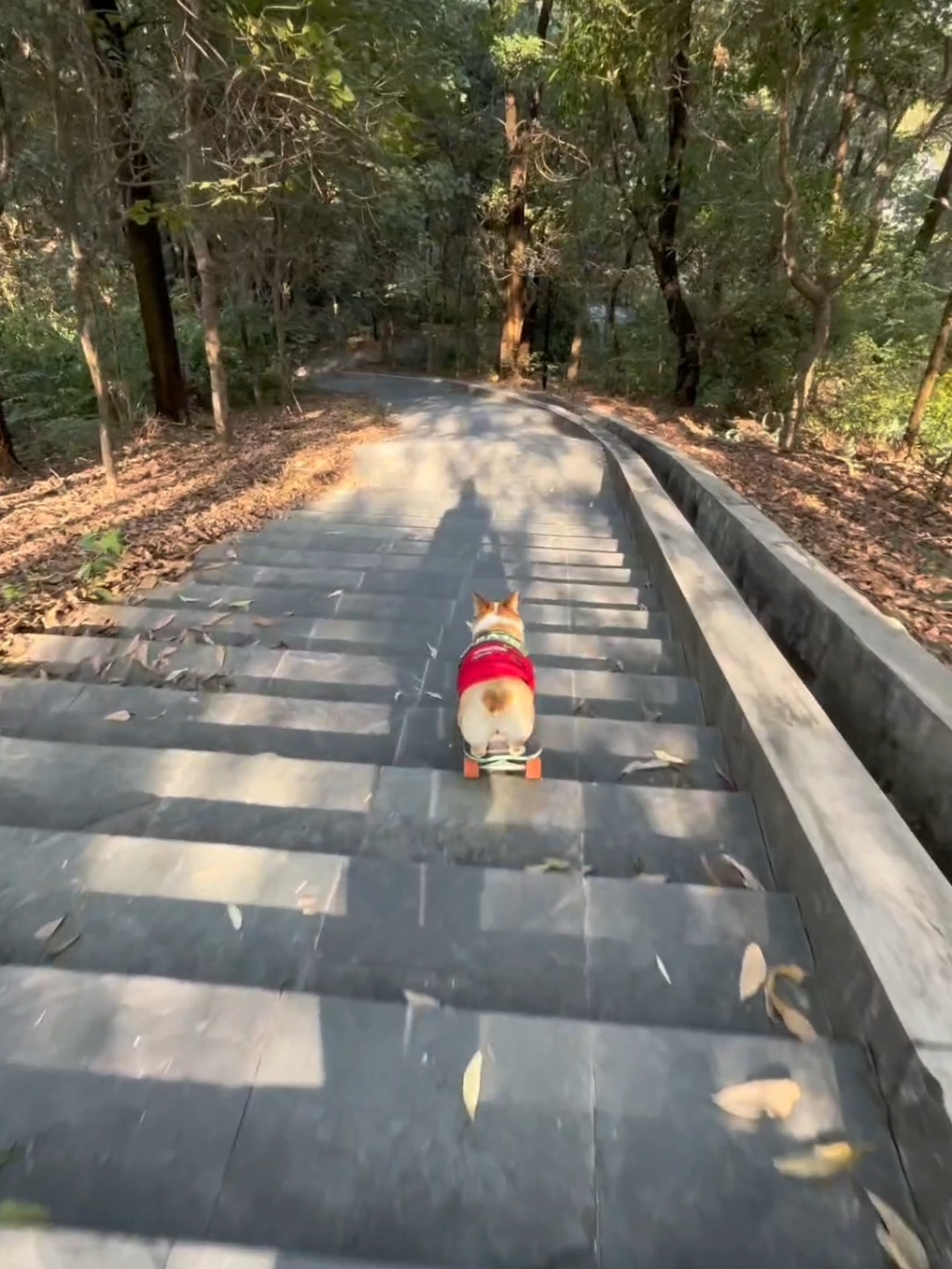 Corgi pro skater #dog #dogsoftiktok #doglover #corgi #funny #pet #smart 