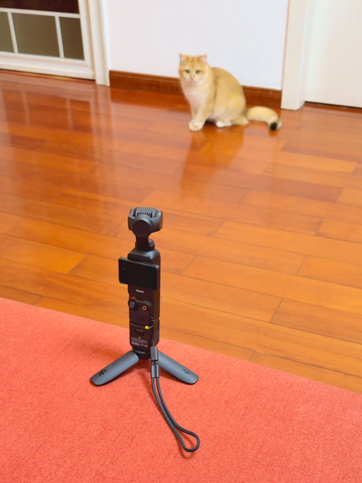 Want to capture your kitty’s playtime without holding the camera? 🐾📸 Let Osmo Pocket 3 with ActiveTrack work its magic! 🎥✨ Pair it with the Mimo app for real-time footage. 🙌✨  #OsmoPocket3 #ActiveTrack #KittyPlaytime #HandsFreeFilming #petvlog #Fyp