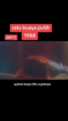#ratubuayaputih #1988 