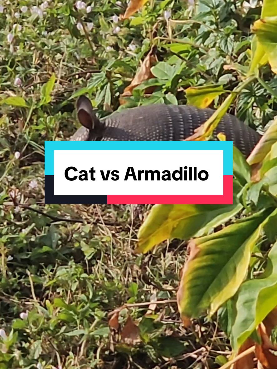 #CapCut #cat #kitty #Florida #wildlife #engaging #growfollowers #armadillo #intense #suspense 