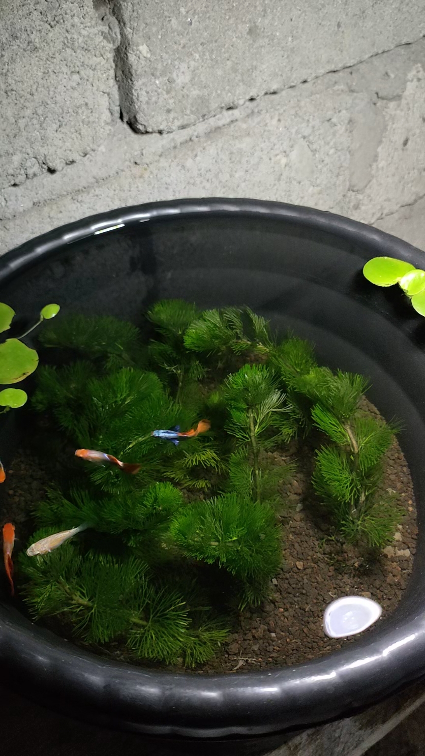 Susana malam di minipond pot bunga #aquaticplants #aquaticplants🌿🌿🌿 #tanamanaquascape #tanamanminipond #pondhobby #diyaquascape #cabomba #cabombahijau #potbunga #potbungaunik #cabombagreen #minipondupdate #miniponddiy #minipondguppy 