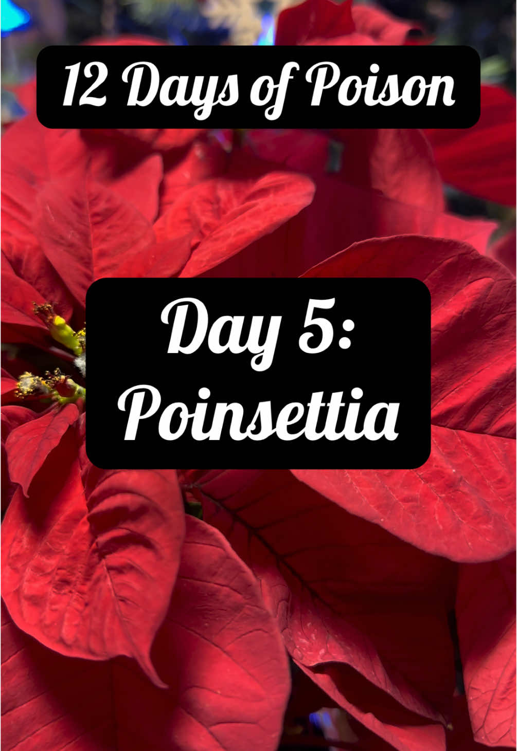 12 Days pf Poison: Day 5 Poinsettias. Poinsettias are thought of as “poisonous” but that is because they can cause GI irritation to humans and pets. Keep them up and away. Call 1-800-222-1222 if ingested. Come back for Day 6 (hint: 😘). #poison #wvpc #poinsettia #plants #chrsitmas #christmasdecor