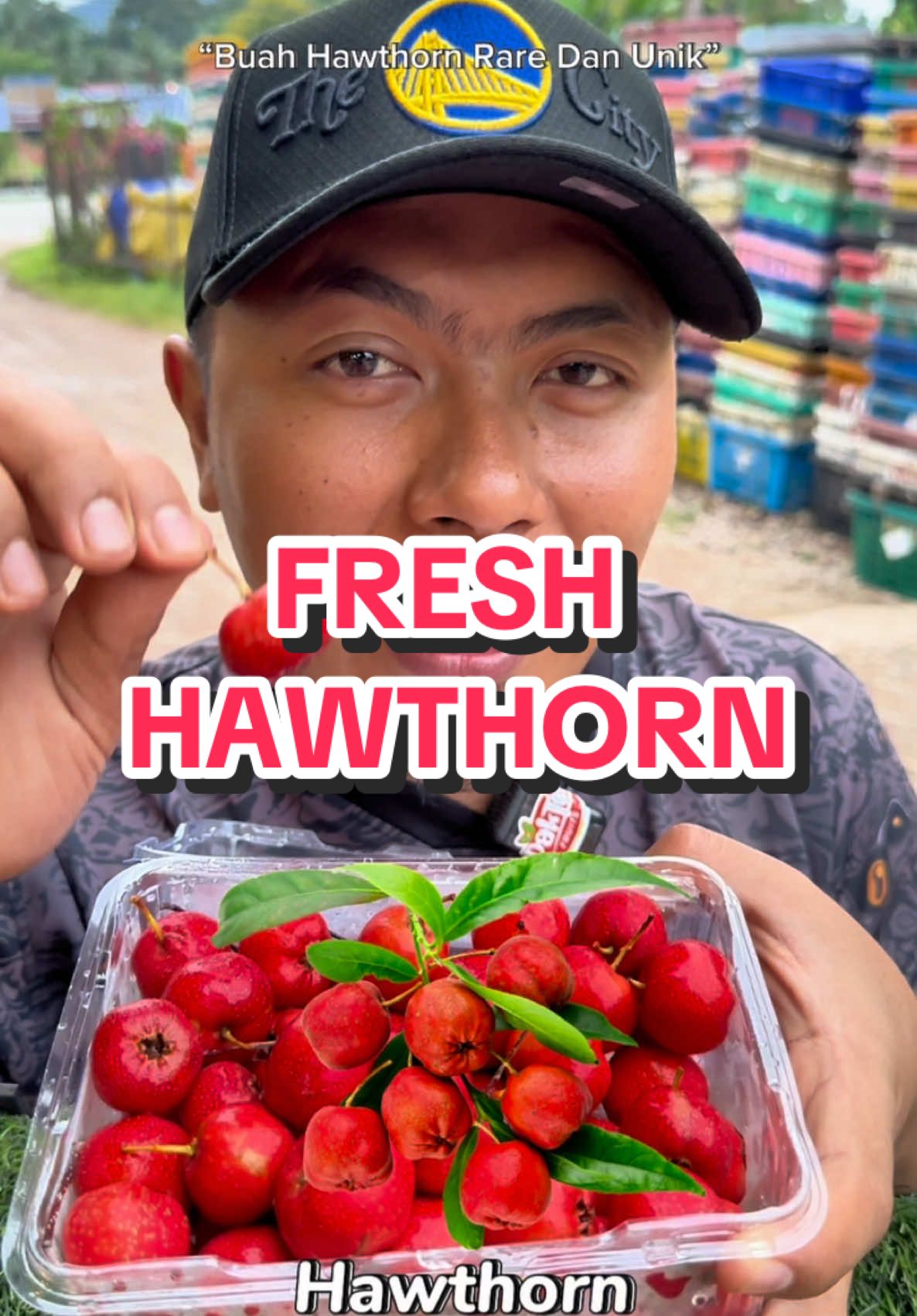 Buah rare dan unik iaitu Fresh Hawthorn🥰 #paktehfruits #paktehfruitsviral #syurgabuahseluruhdunia #buahbuahan #kedaibuahviral #reviewbuah #rezekikongsibersama #fenomenadurianpakteh #durianpaktehfruits #jusmusangkingpakteh #durianpakteh #buahrare #freshhawthorn 