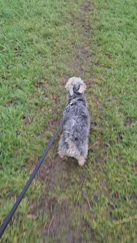 #nearlychristmas #walkingthedog #dogwalkers #fyp #country #puddles 