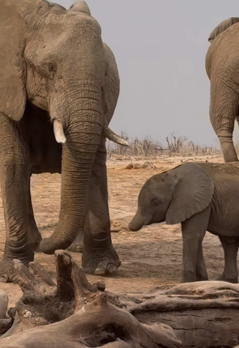 Elephant mum slowly takes baby away to avoid confrontation with another grumpy Elephant.  #nature #wildlife #gamedrive #africanwildlife #safari #elleafricasafari #elleafricasafaris #elephant 