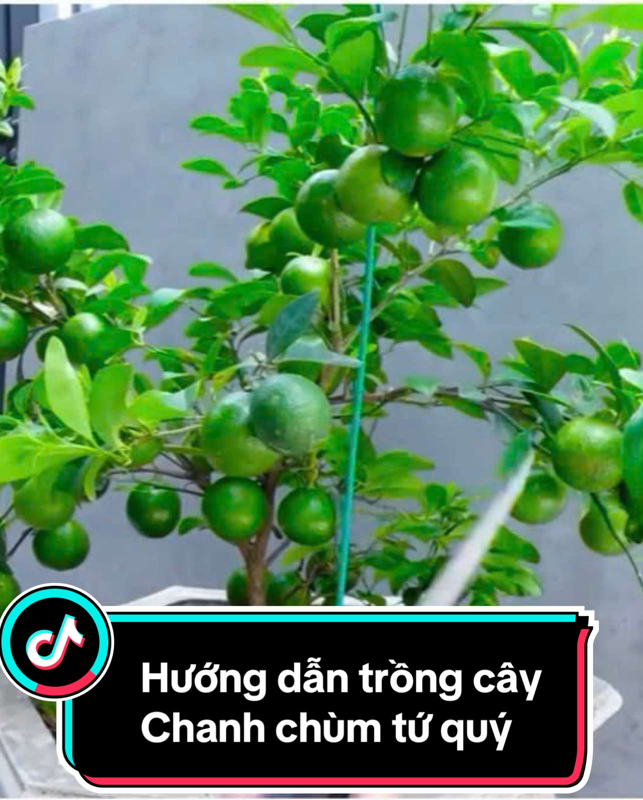 Hướng dẫn trồng cây chanh chùm tứ quý #chanhtuquy #caygiong #caychanh #trongcay #cayantrai #xuhuong 