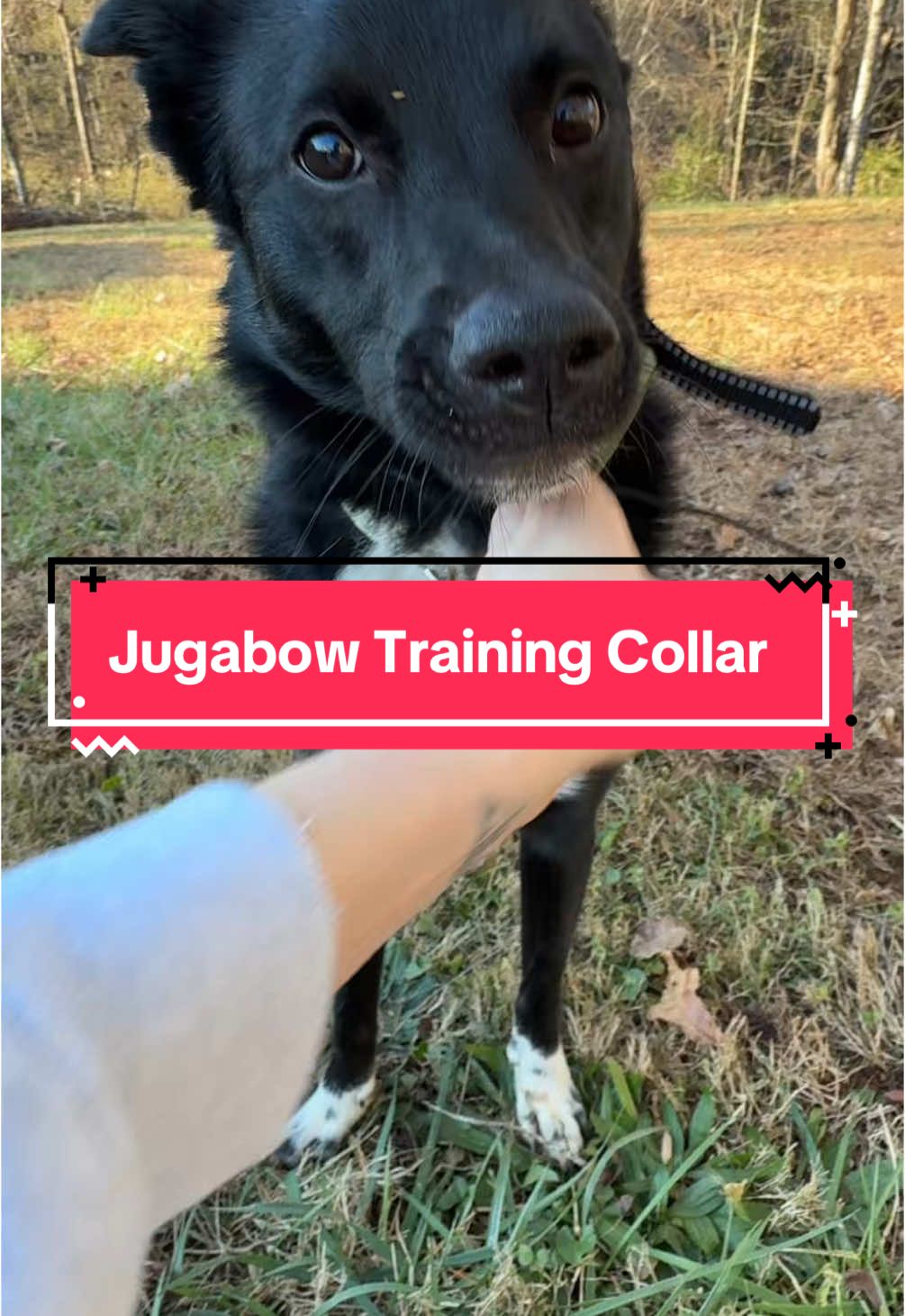 Must have for dog moms and dads! #training #trainingcollar #dogsoftiktok 