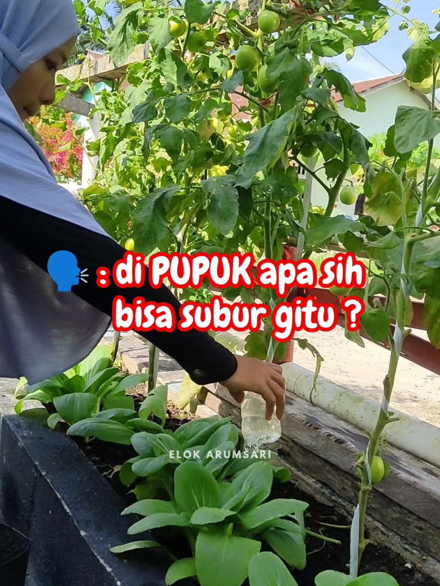 TANAMAN SUBUR-SUBUR PAKAI PUPUK INI #pupuk  #pupukorganik  #kebunorganik  #berkebundihalamanrumah 