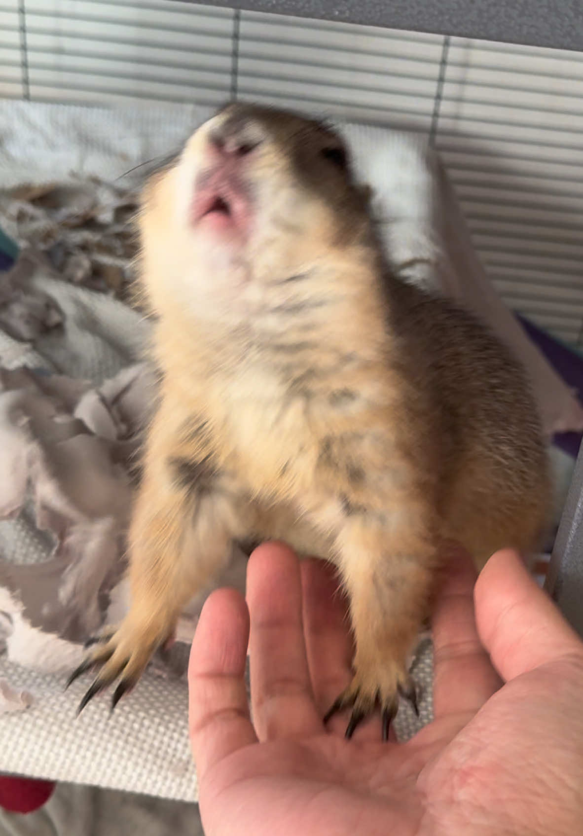 Happy Mon…TUESDAY! So apparently today is Tuesday… 🤦‍♂️ I guess Tuesdays can feel like Monday’s too 🥱😂 Mert is the only one who let me know what today was!  #prairiedog #animals #funny #fyp #poppytheprairiedog #tortoise #pomsky 