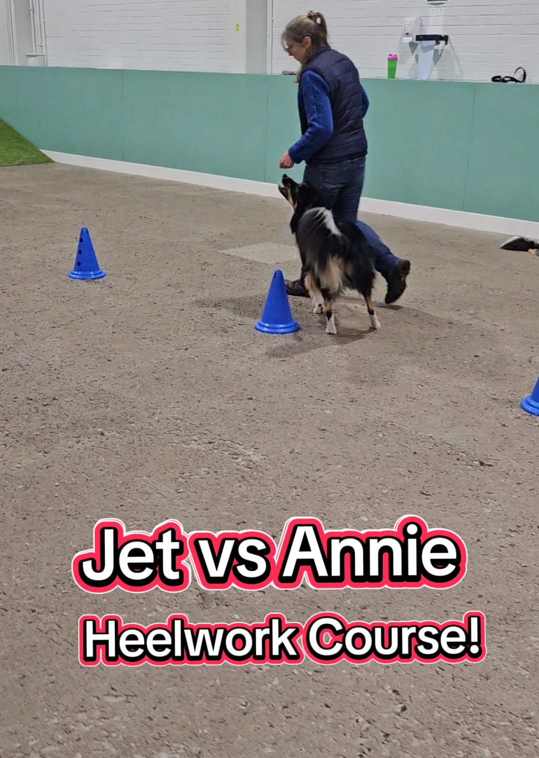 Jet & Annie both took on a little obstacle course last night, here's how they got on!  #dog #DogTraining #dogtrainer #bordercollie #puppy #puppytraining #dogtrainingtips 