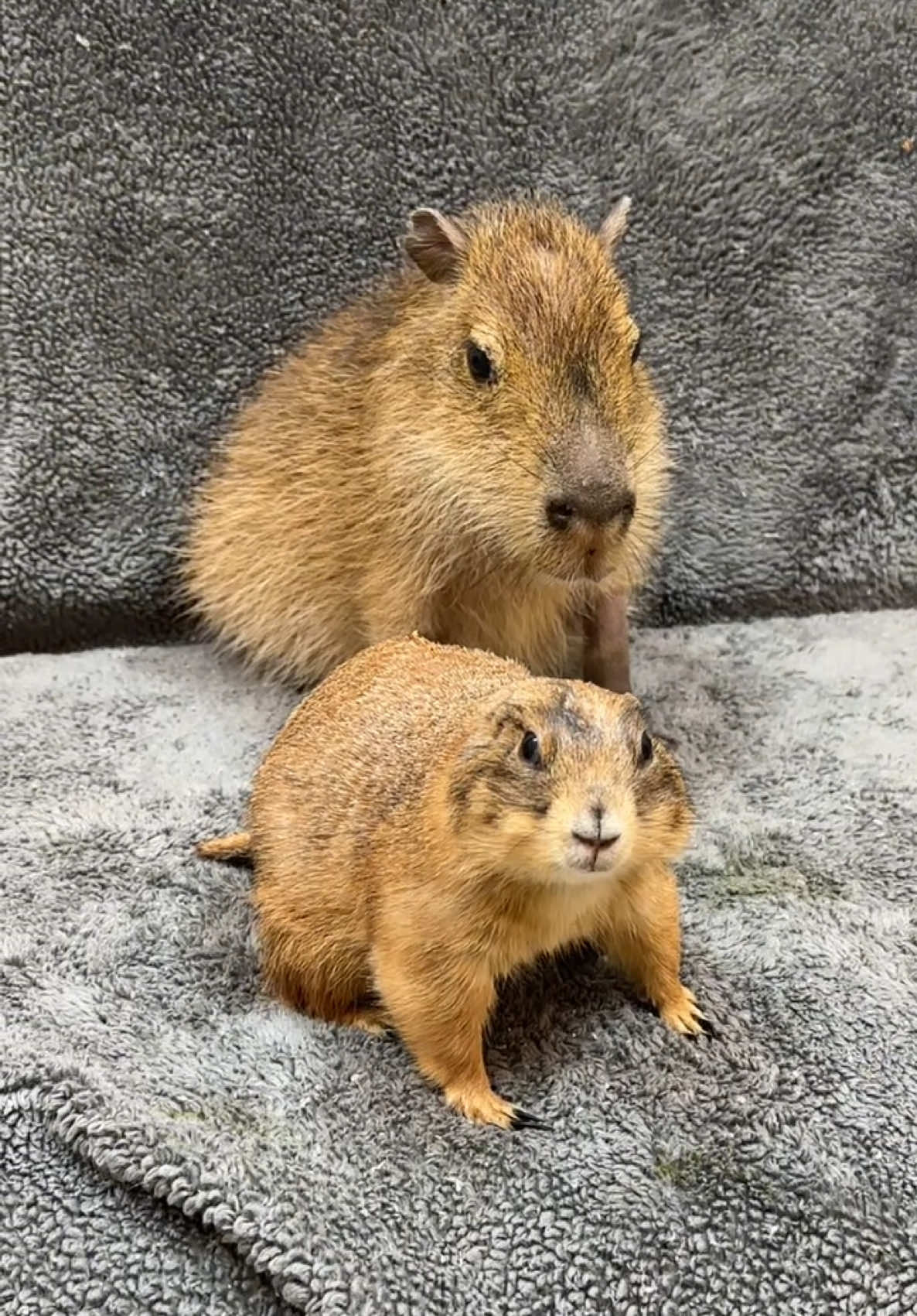 #capaybara #capy #skunk #prairiedog #pet #petlovers #instapet #petoftheday #animal #fyp #animalkingdom #wild #wildlife #mood #nature #livingmybestlife #animalphotography #cute #friends 