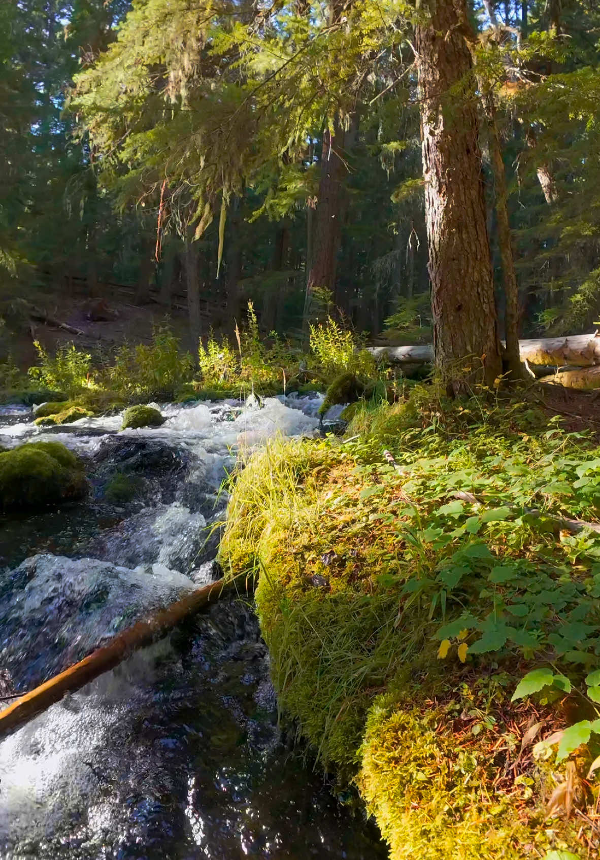 Rising up from the clear waters to unveil a beautiful, flowing river—a serene and breathtaking moment in nature’s embrace 😍 #nature #Outdoors #cinematic #calm #creek 