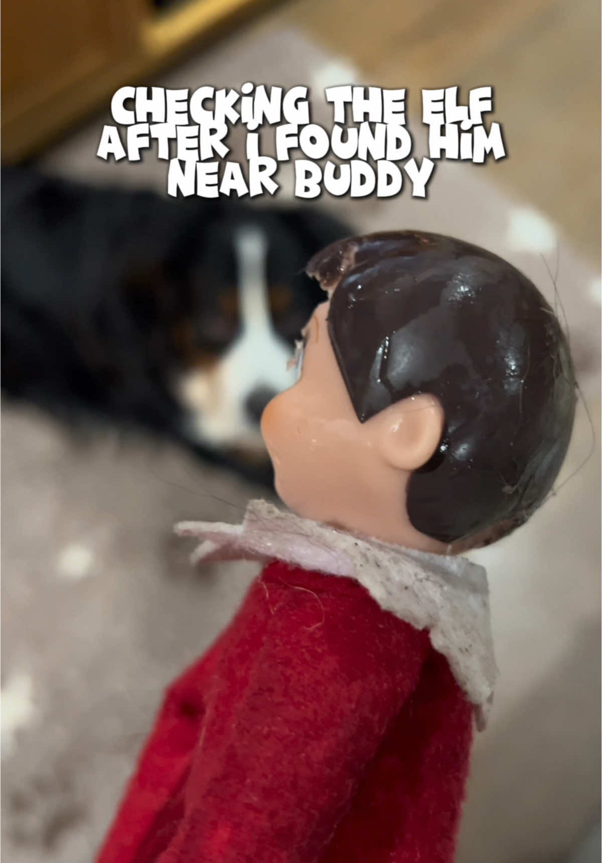 Buddy, my Bernese Mountain Dog, got a little too playful with the elf on the shelf! #elfonashelf #dogs #bernesemountaindog #bernese #berner #dog #christmas 