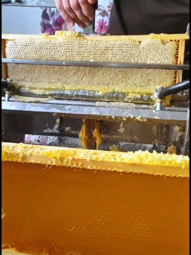 honey 🍯 manufacturer 😱in factory amazing work satisfying video #satisfyingvideo #amazing #honey #manufacturing #cuttingmachine #oddlysatisfying #fruits #viraltiktokvideo #sweet #worker #oddlysatisfying 