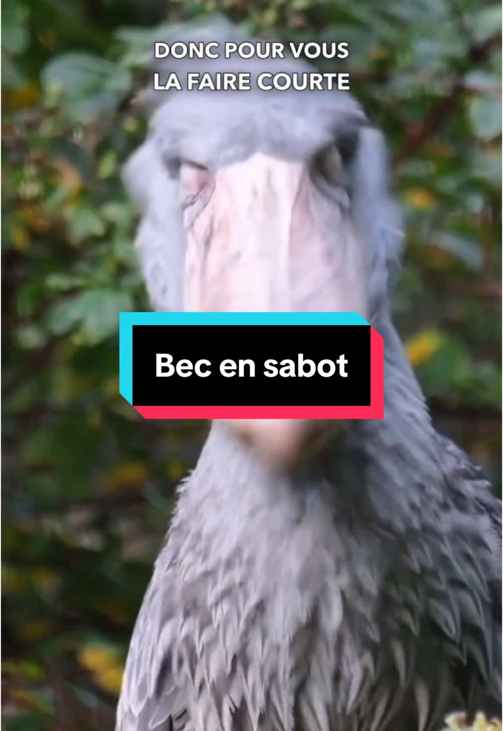 Les Bec en sabots 😭