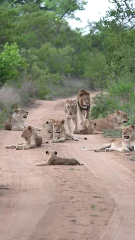 The evening ritual…As the Avoca pride awakens for the night, they slowly begin to stir—yawning, grooming, and greeting their pride mates. These moments mark their graceful transition into  the night 🐾 #bigcat #lion #lionpride #cubs #wildlife #greaterkruger #safari #luxurytravel #bush #royalmalewane #theroyalportfolio #southafrica 