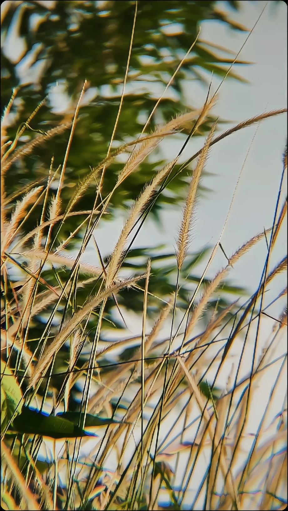 Lensa nganggur #fyp #apexel18xzoom #pantai #slowmotion #capcut 