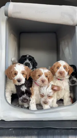 The sweetest bunch of babies! 🫶🏼 #australianlabradoodle #wacotx #waco #doodle #minidoodle #doodlesoftiktok 