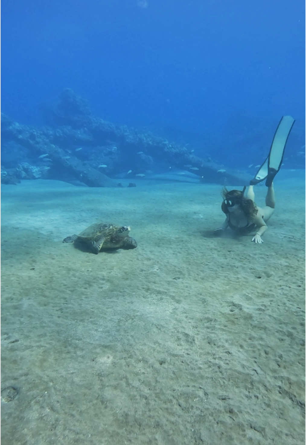 Sea turtles are cool 🥲 #seaturtle #turtle #hawaii #oceangirls #oceanlover #oahuhawaii #divehawaii #snorkeling #snorkel #freedive #freedivegirl #babesoftiktoc #tiktok #fyp #foryoupage #followme #followers #following #bikini #bikinibottom 