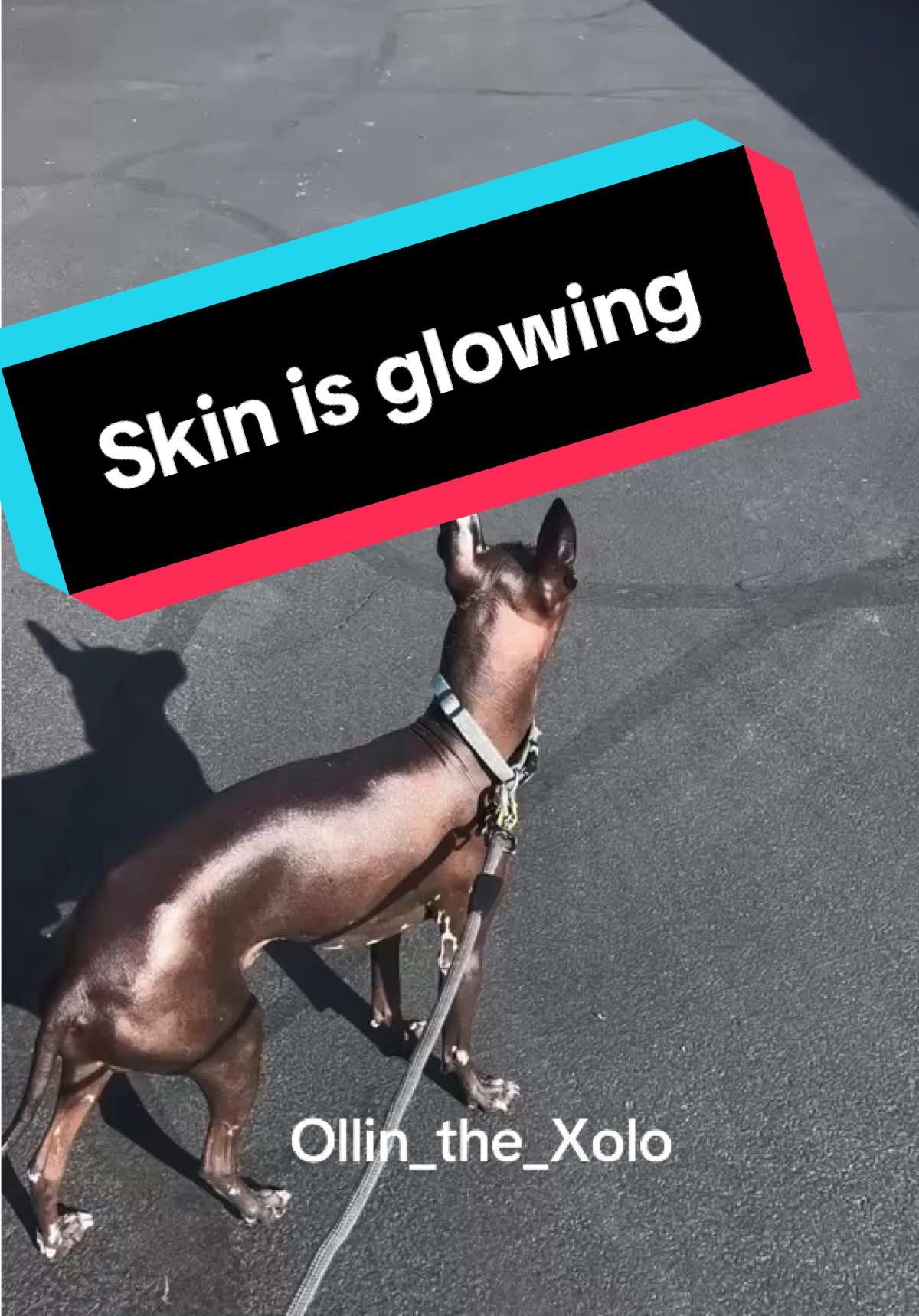 Ollin skin is always glowing  #facialtreatment #xoloitzcuintle #skintreatment #doglover #glowingskin 