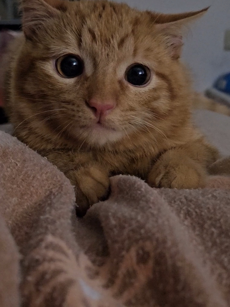 te amo mucho mi querido ramen 🤎🐯 #iloviu #ramen #orangecat #ilovekitten #kitten #catlover #miaumiau🐈 #tigger #gato #orangecat #miauw 