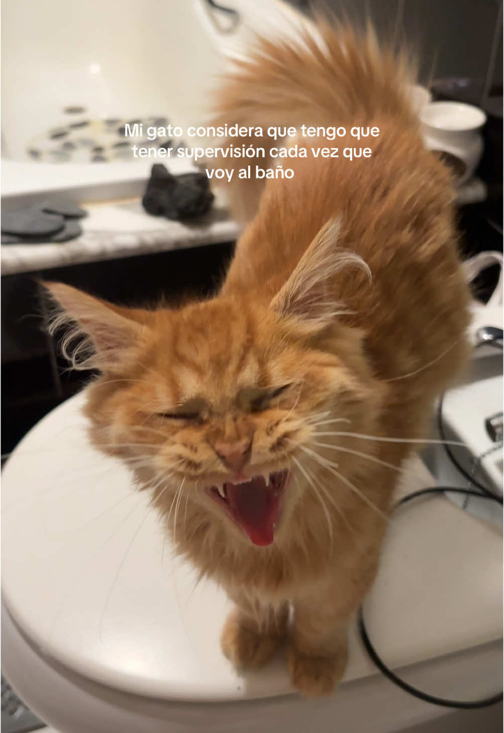 Apego ansioso? 🐈 #fyp #gato #parati #fyp