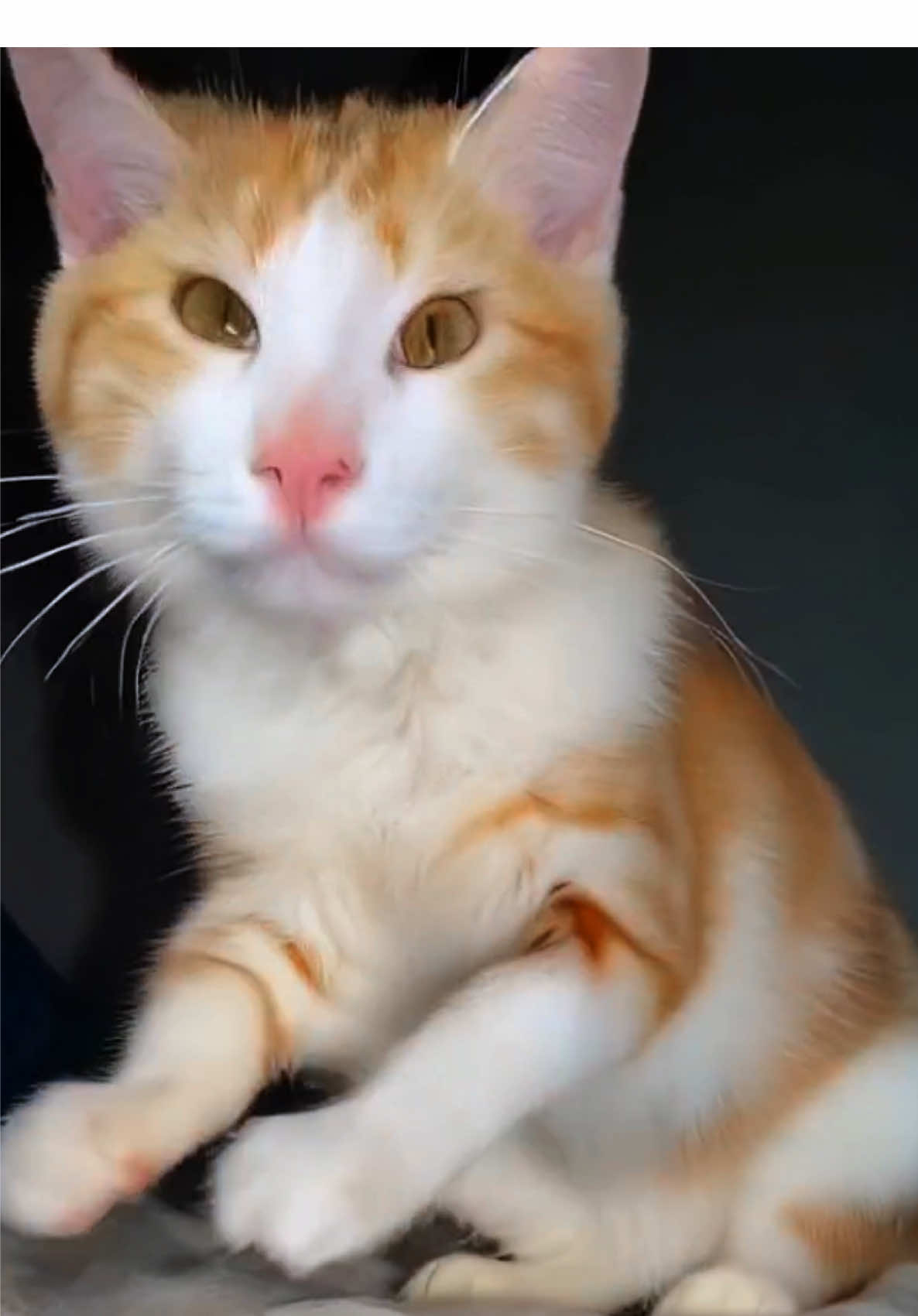 Que pasó brother yo me largo.😺🗣️ #parati #fyp #quepasobrothersyomelargo #uwuw #volar #ia #gato #catsoftiktok #gatosnaranjas #orangecat #michi #catlovers #gatostiktok #foryou #videoviral #gatovolador #treanding #teamwork #teamcanguros🦘 