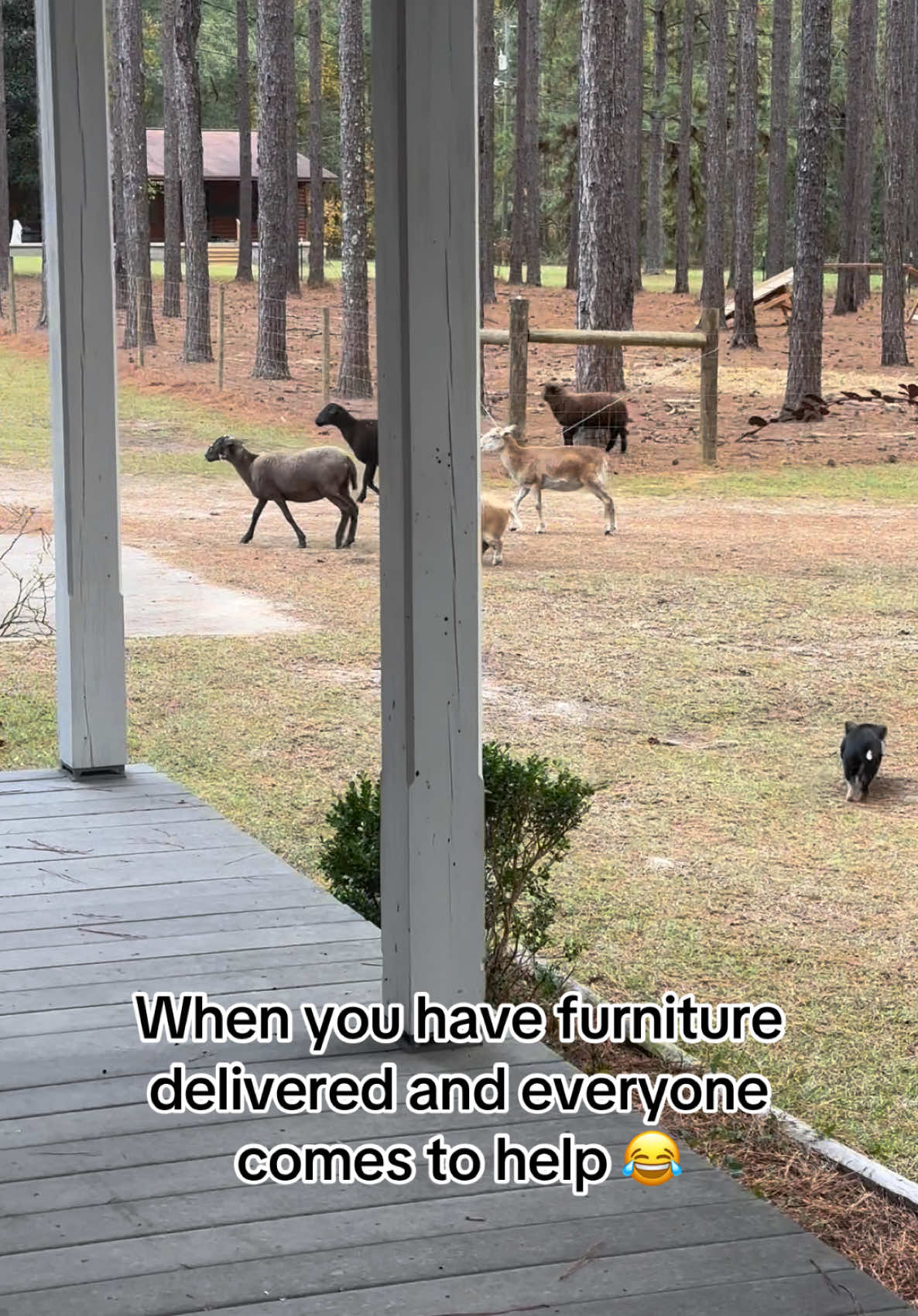 Lowes wasent expecting all the extra help today lol! These babies are here for thr snacks 😂 #farming #animals #pets #farmlifeisthebestlife #cowboy #cowgirls #pig #baby #sheep #donkey #cow 