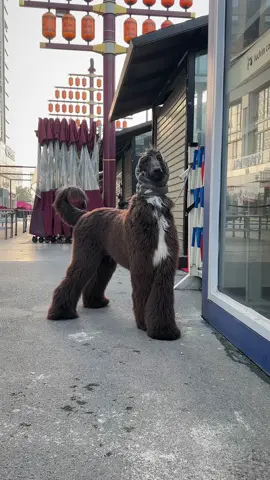 Estilo e charme com meu Afghan Hound! 🐾💫 #AfghanHound #MeuAnimalDeEstimaçãoFofo #Mydaily #Ballet #RoupaMasculina #Temperamento