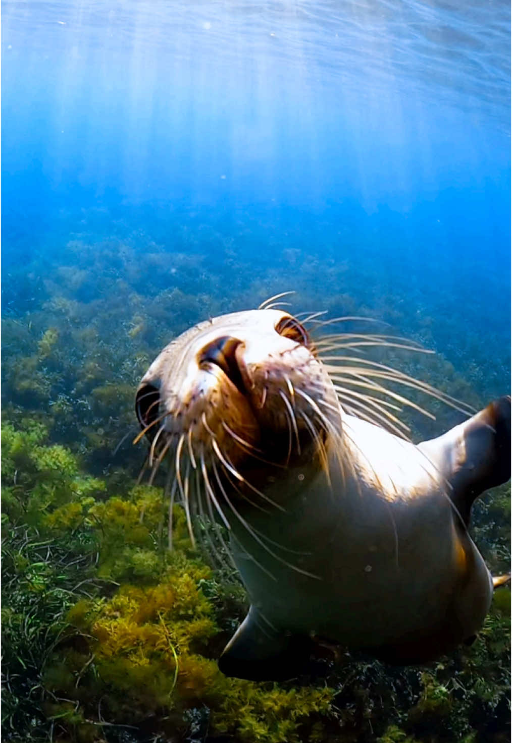 Say hi to this friendly sealion 🦭😍👌 #gopro #sealion #satisfying #cuteanimals #ocean #oceananimals 