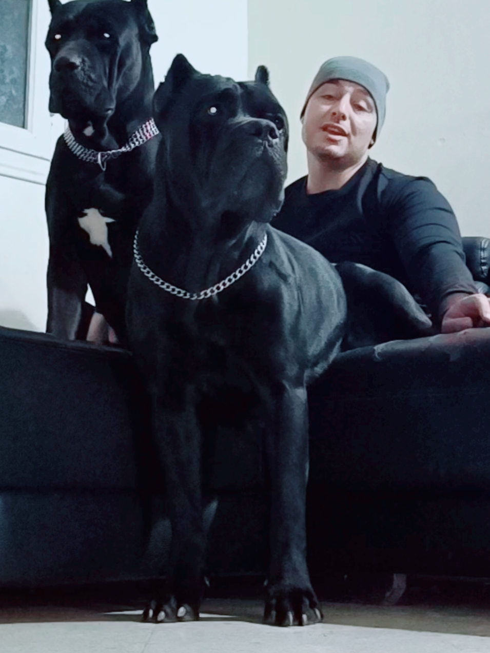 cane corso protector #fyp #foryoupage❤️❤️ #for #friends #friends #pourtoi #virał #viralvideos #lacasadelcanecorso #dzair🇩🇿 #morroco🇲🇦 #tunisia🇹🇳 #dog #trapking #bigdog #chien #blackcanecorso #dogargentino✌🐩 #dogoargentino #canecorsoitaliano #dogoargentinovscanecorso @Dog Argentin 🇦🇷🇩🇿 @Deep Jam Momo @O R N I C A N I N  V E T @la casa del cane corso @la casa del cane corso @la casa del cane corso 