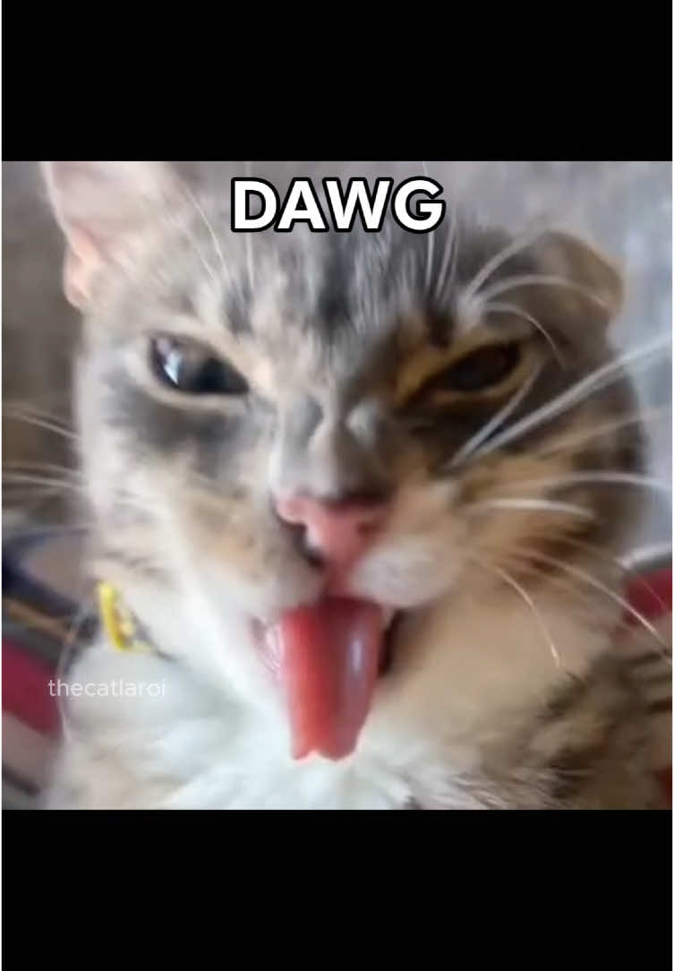 🗣️ I’M A NASTY DAWG 🐈🐕 #catcore #catsoftiktok #fyp 