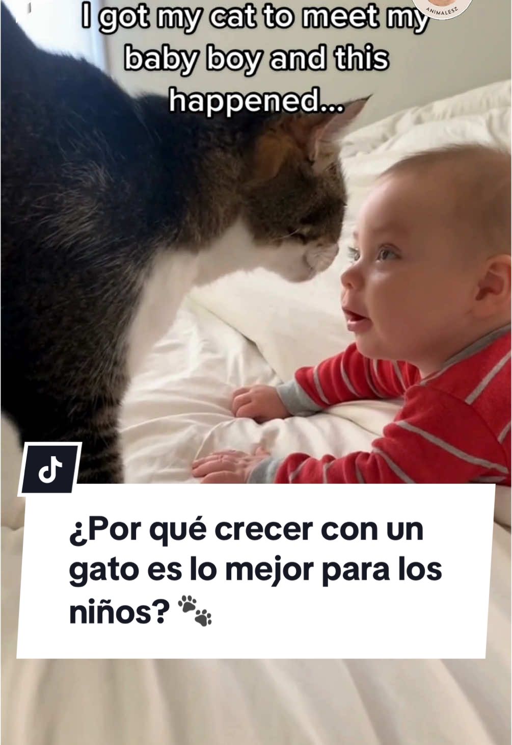 ¡Crecer con un gato no solo es seguro, es increíblemente beneficioso! 🐱💖 Descubre cómo los gatos ayudan a los niños a desarrollar empatía, fortalecer su sistema inmunológico y ser más felices. ¿Tus hijos tienen un amigo felino en casa? ¡Cuéntamelo en los comentarios! 🐾✨ #GatosFelices #datos #AmantesDeGatos #ConsejosFelinos 