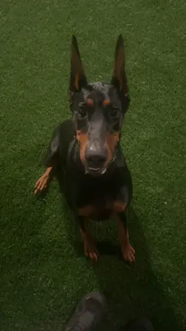 Late night training with my dobie #doberman #dogs #DogTraining #dogtricks #dogspin #dogsit #dogsoftiktok 