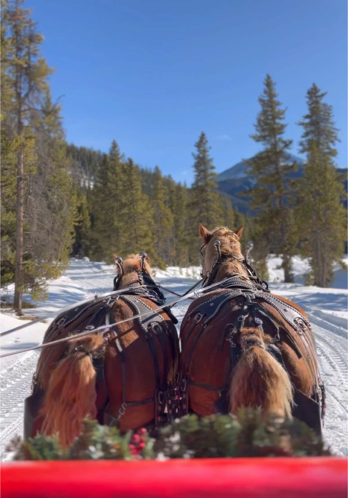 This was the most holiday event that ever holidayed. I feel like I can check off Christmas now. Highly recommend! #sleighride #goldenhorseshoe #christmastime 