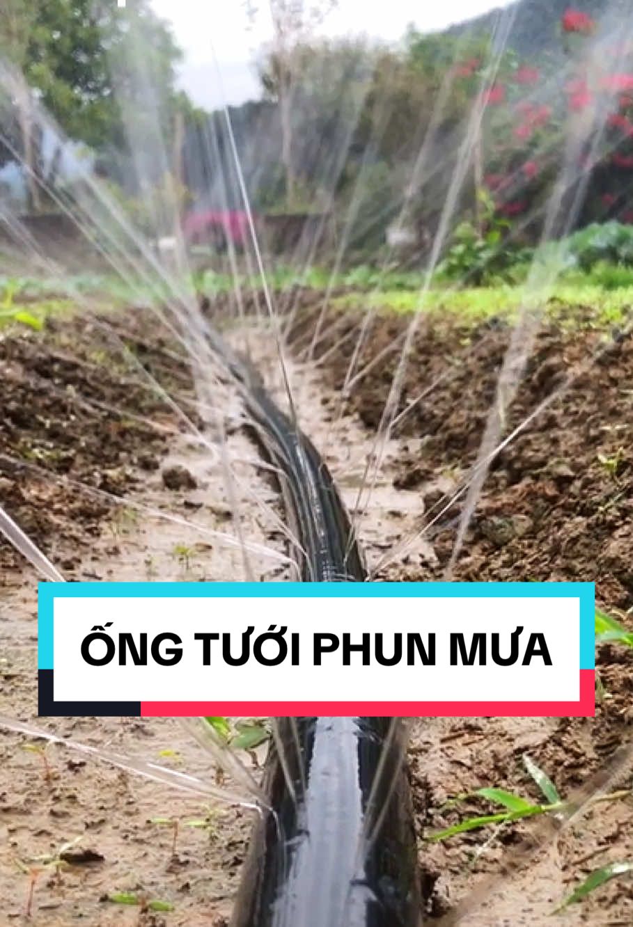 Ống phun mưa dùng tưới rau, tưới hoa, tưới cây (dây tưới phun mưa) #ongphunmua #daytuoi #tuoicay #tuoihoa #daytuoiphunmua #nongnghiep #farming #trending #fyp #viral #trend #xuhuong #xh #video #shopping #muataitiktok #ttlk #tiktokstudio