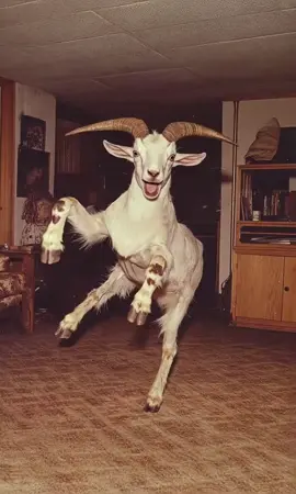 OBEDECE A LA MORSA 👁️👄👁️