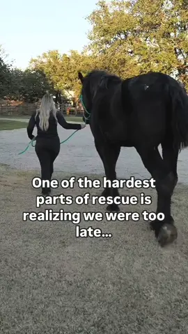 Will you help up save more in his honor? 💔  @Gifted Equine did everything they could. Let’s set them up to rescue more drafts in need 🙏 “If love could have saved you, you would have live forever” “We were too late. He was neglected too severely - his injury was beyond repair. Radiographs showed he had a fractured coffin bone from extensive whiteline. This was preventable. The most heart shattering part. This was preventable.  The grandest gesture of love we had was to say goodbye. We wanted to fight for him so bad. Our hearts are broken. Goliath was only 5 years old. So much life and love would have been ahead of him. We are angry. We are devastated. We are appalled.  This wasn’t fair.  And while we are all of those things, we are also taking our grief and moving it into inspired action. We still plan to expand our property and build out pastures dedicated for drafts like Goliath.   Every draft we save onward will be in honor of him and his time cut far too short. If you would like to help us get started with his memorial pastures - please see the link in our bio. DRAFT PASTURES In honor of Goliath. You were loved, sweet boy. Immeasurably so. “