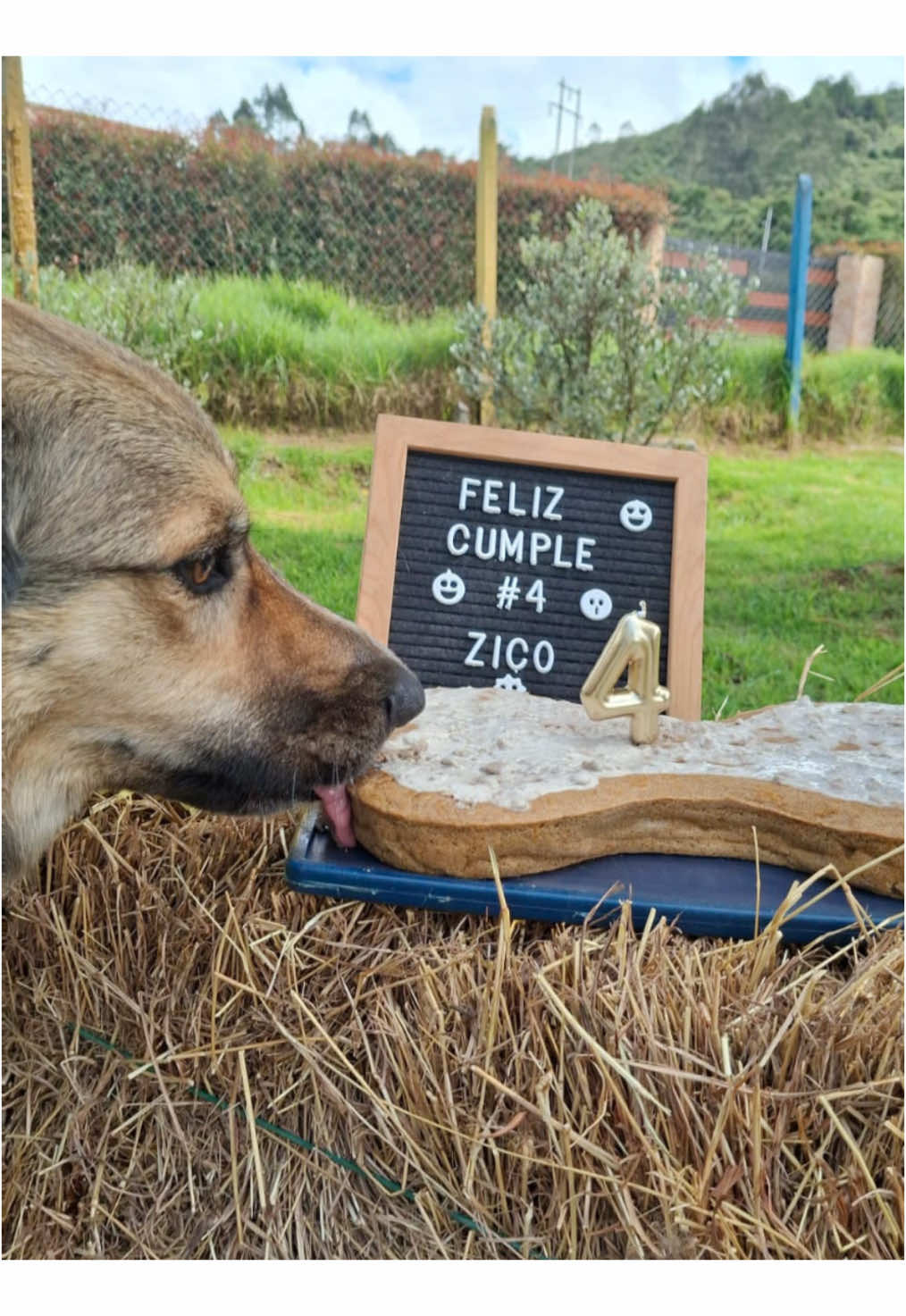 Postales de un cumpleaños feliz 🐶🥳🎂#perritos #cumple #cumpleaños #colegiocaninocampestre 