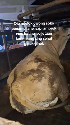 lak iyo to🫢#blantiksapi #sapijumbo #fyppppppppppppppppppppppp #jogja24jam #berandafyp #gunungkidul24jam #fypp #4you #bos #fypシ゚viral #lewatberanda #gelarbosmuda #fypage #masadepan #sapipo #trending #trendingvideo #sapirempon #jagalsapi 