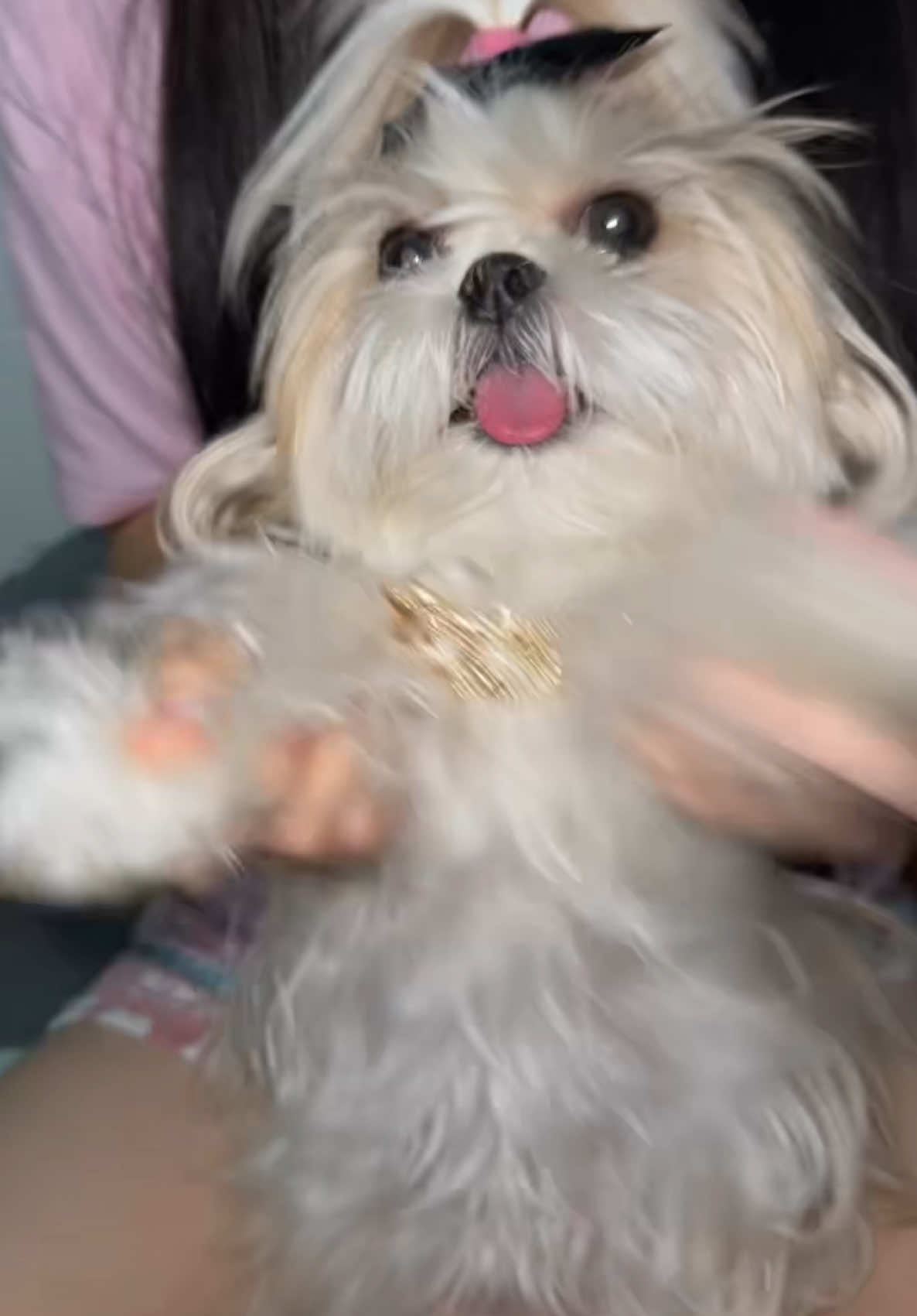 Who is this diva? 🫦 #dog #shihtzu #shihtzupuppy #shihtzupuppies #trendingvideo #fyp #viral #shihtzusoftiktok #dogsoftiktok #anjinglucu #videolucu #brunomars #brazil🇧🇷 #brazimbruno 