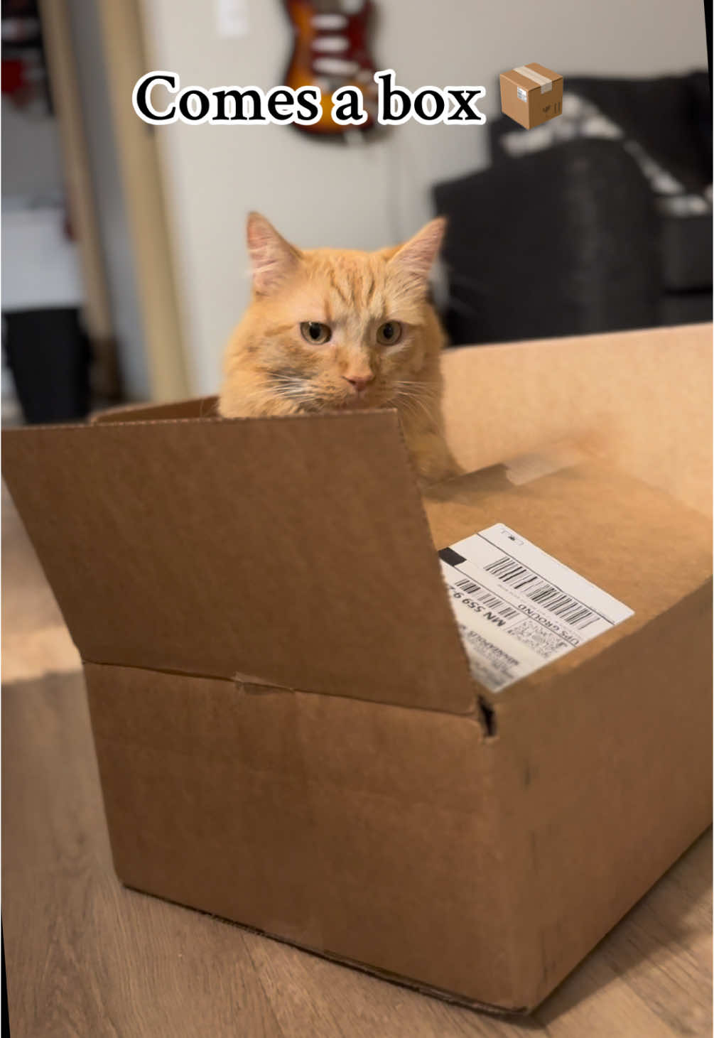 Box Szn 📦 #boxszn #cattok #tiktokcat #tiktokcat #cat 